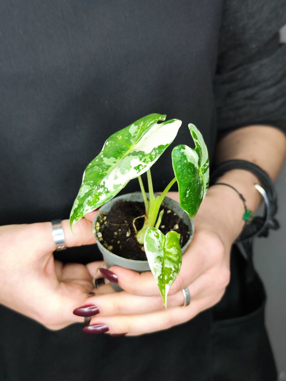 Алоказия Мишольца Фрайдек Вариегатная (Alocasia Frydek Variegata) D6см