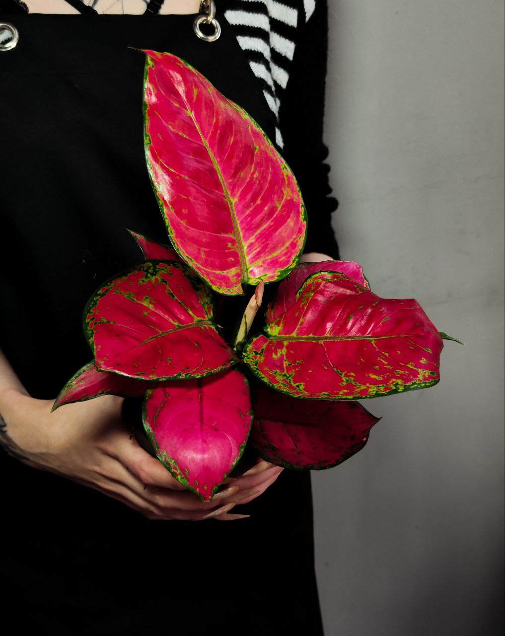 Аглаонема Ред Джой (Aglaonema Red Joy) D12см