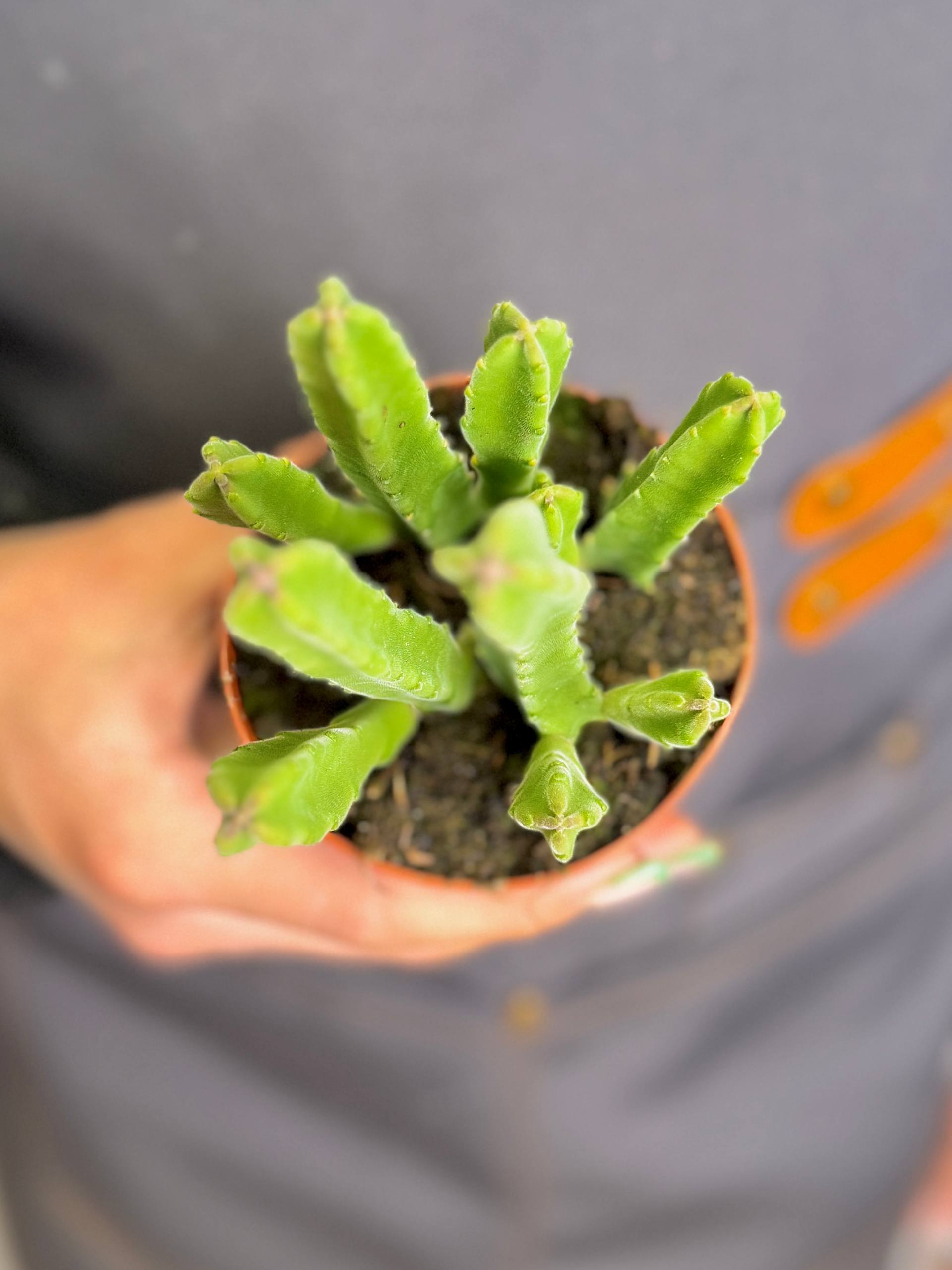 Стапелия Леендерца (Stapelia Leendertziae) D8,5см