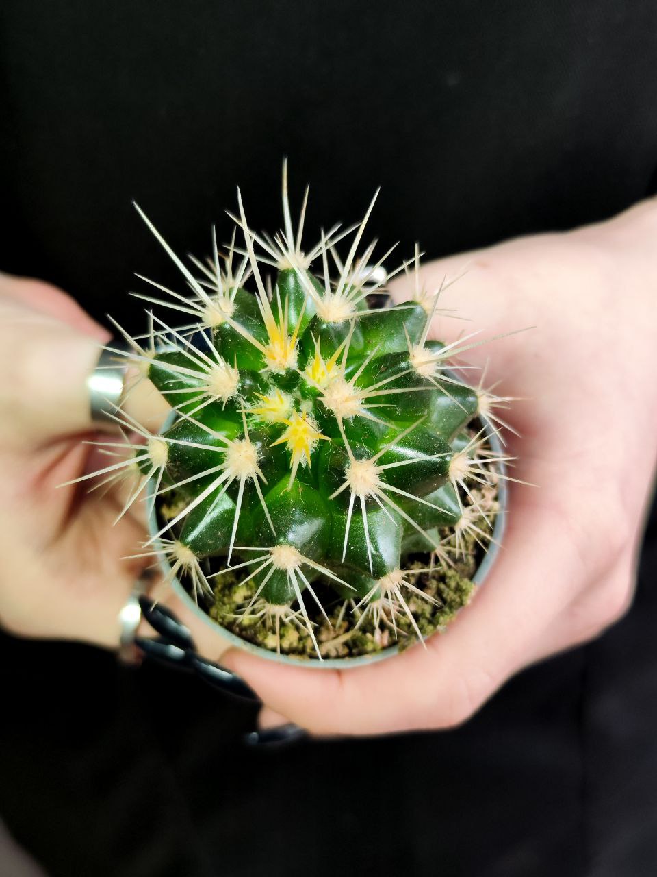 Эхинокактус Грузони (Echinocactus Grusonii) D5см