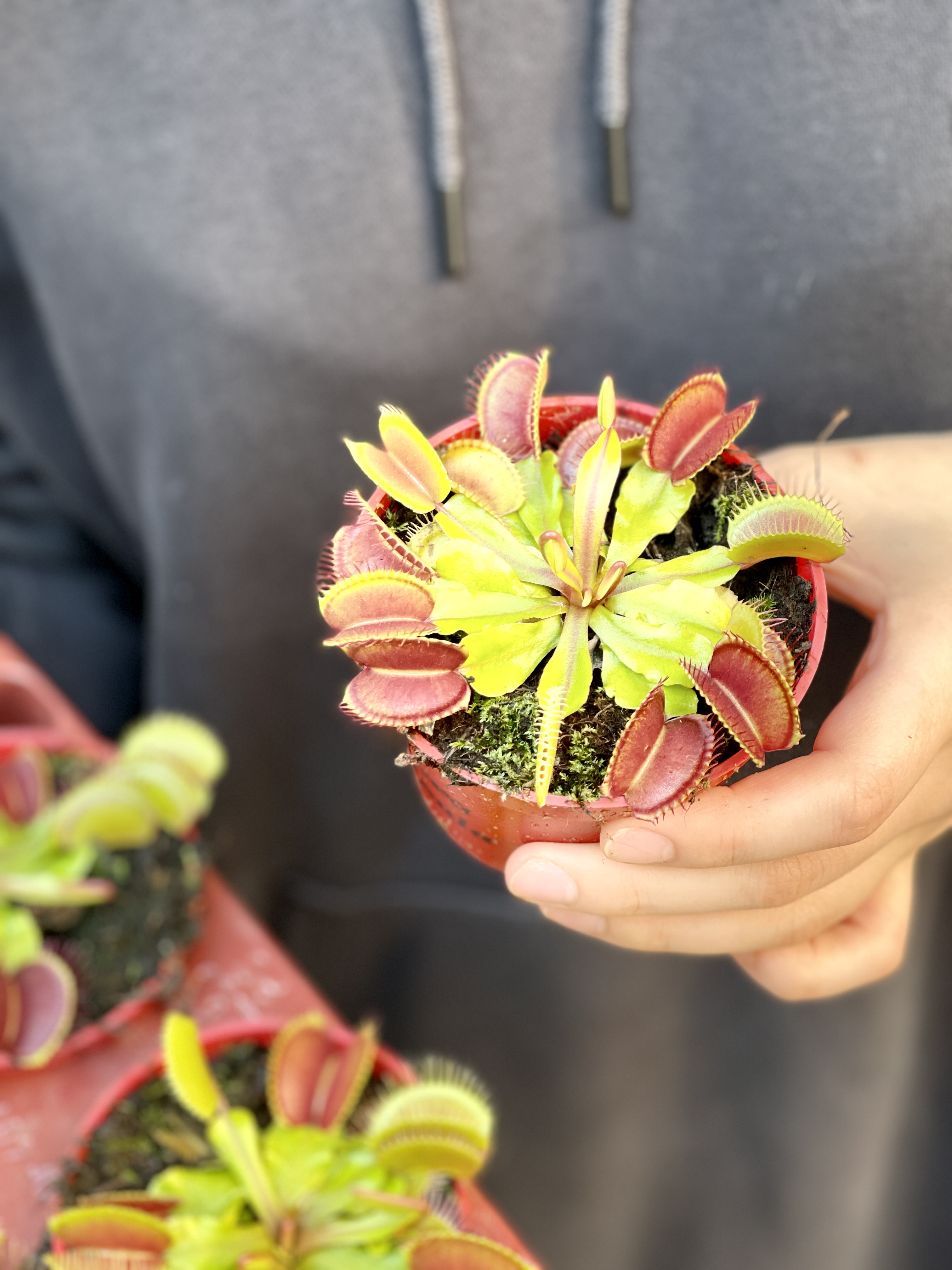 Венерина Мухоловка (Dionaea Muscipula) D9см
