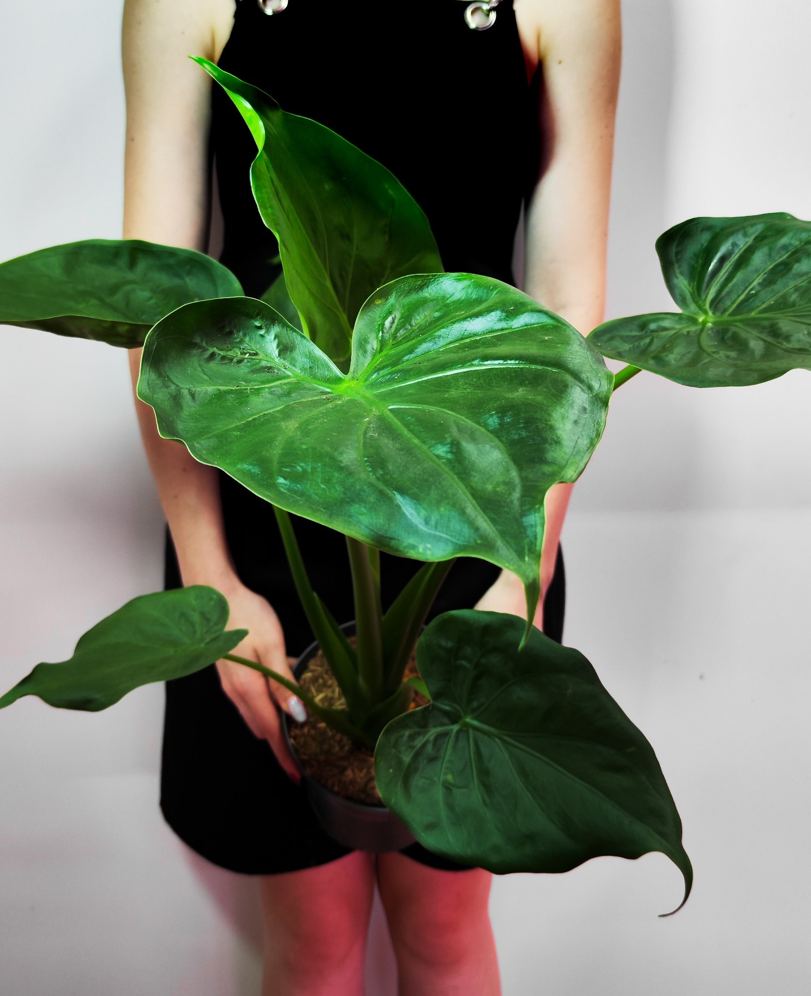 Алоказия Кукулата (Alocasia Cucullata) D12см