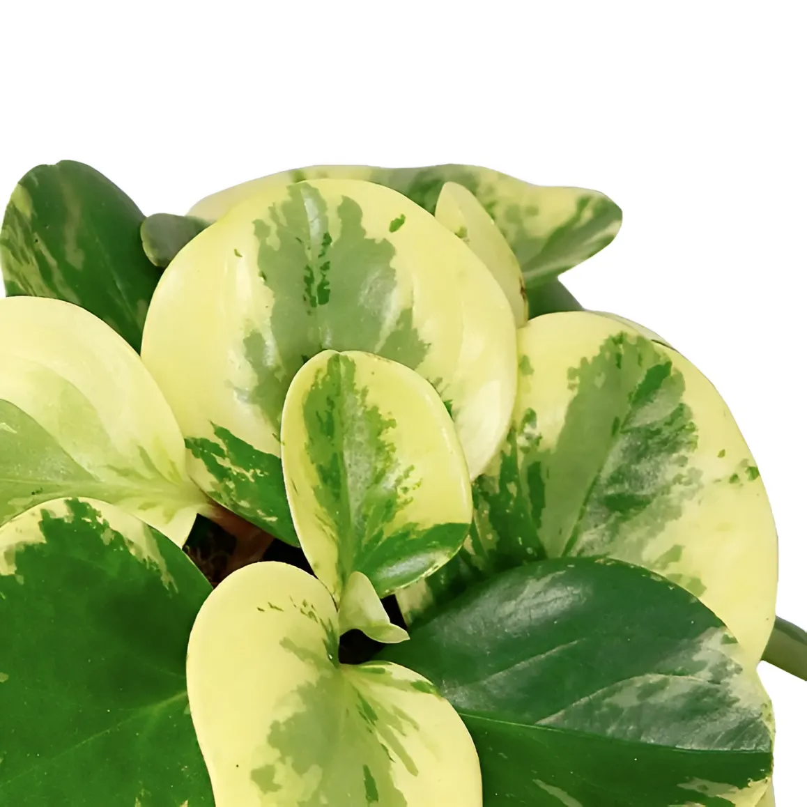 Пеперомия Грин Голд (Peperomia Obtusifolia Green Gold) D11см