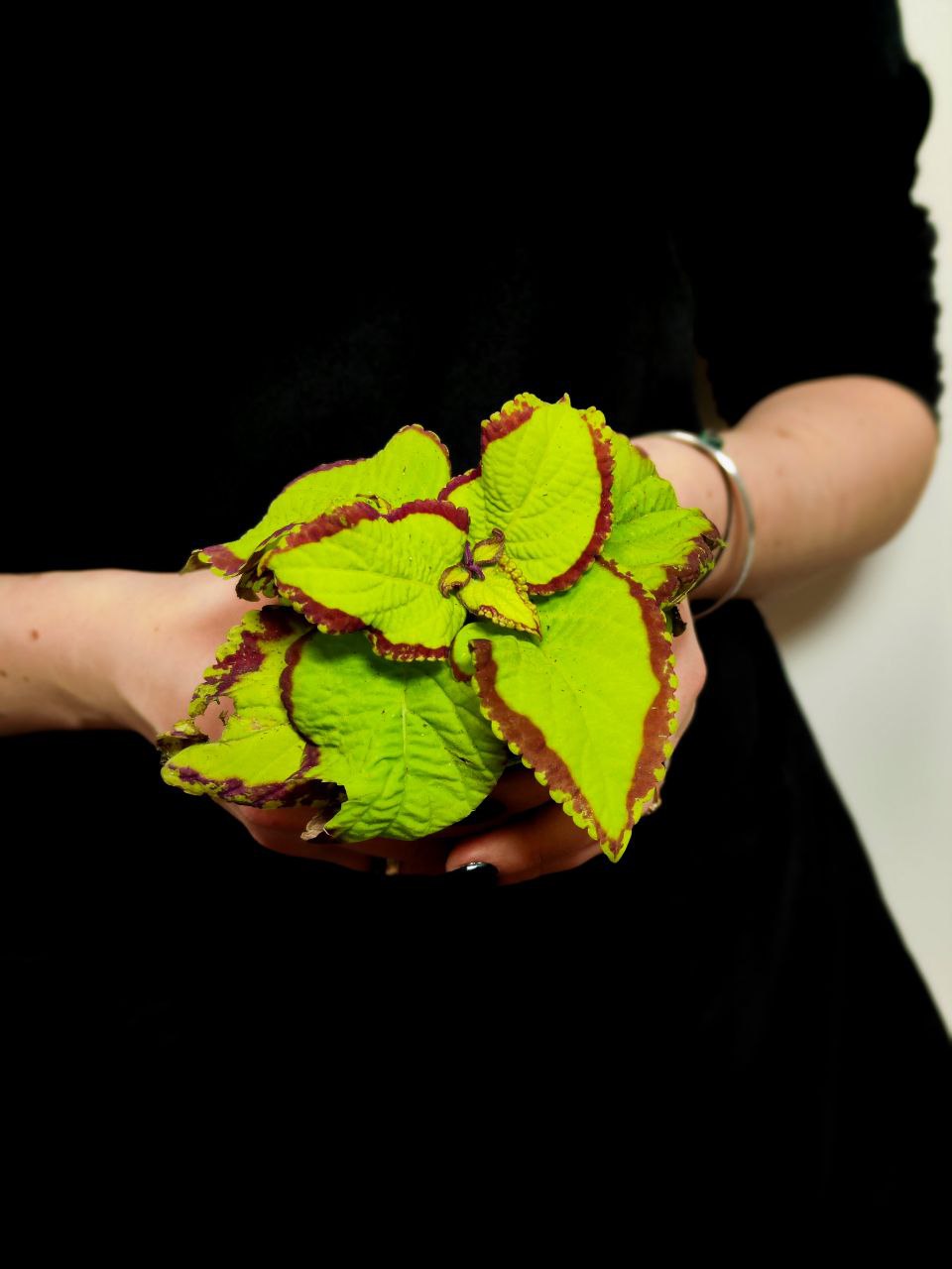 Колеус "Кольца Сатурна" (Coleus Saturn's Rings) D6см