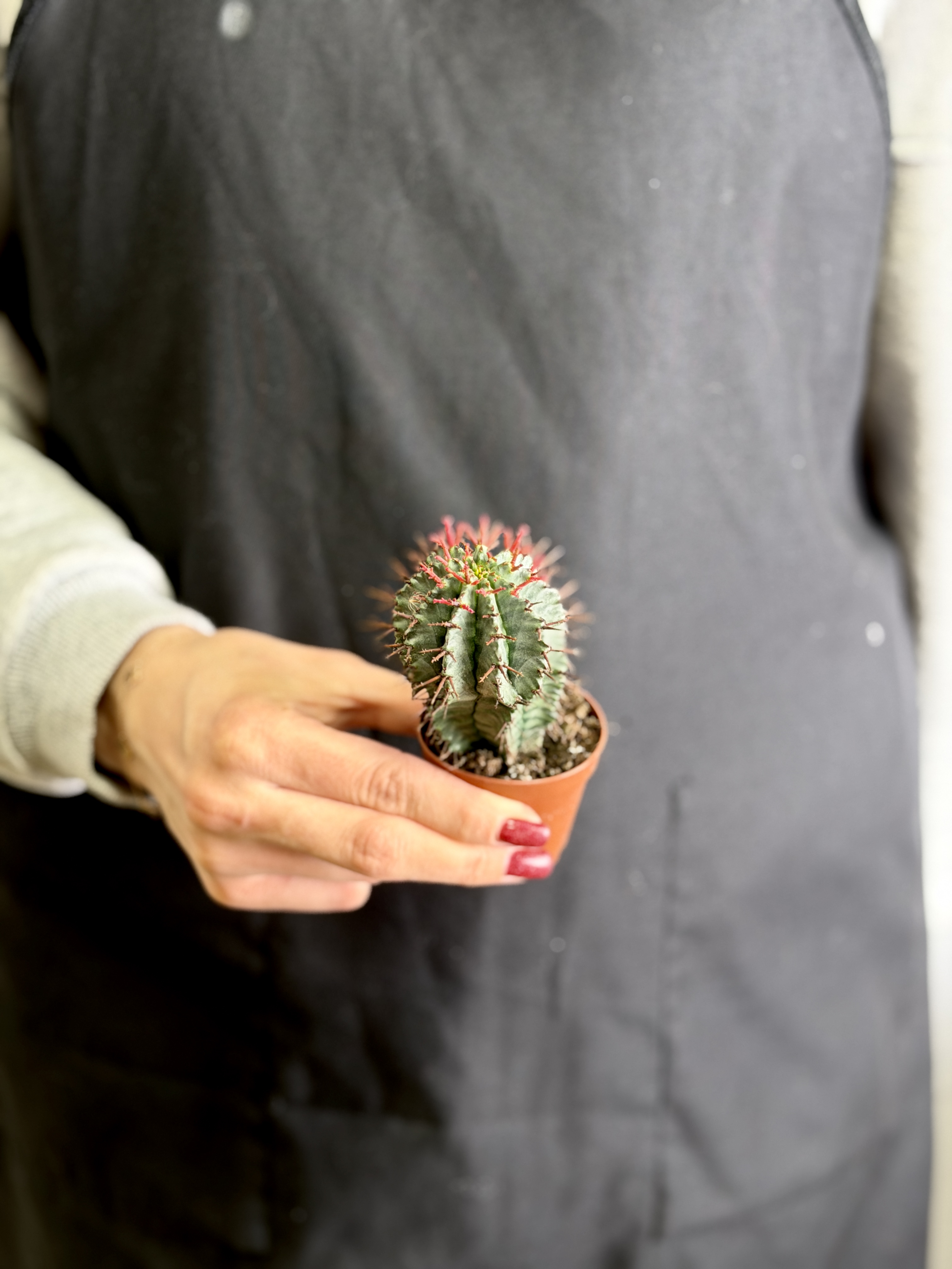 Эуфорбия Хоррида Стриата (Euphorbia Horrida Striata) D5см