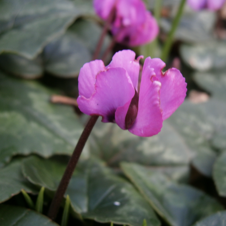 Цикламен Косский Роуз (Cyclamen Coum Rose) D8см