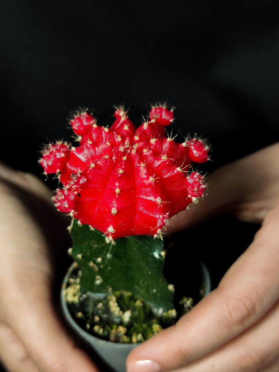 Кактус Гимнокалициум Михановича Красный (Gymnocalycium Mihanovichii Red) D5см