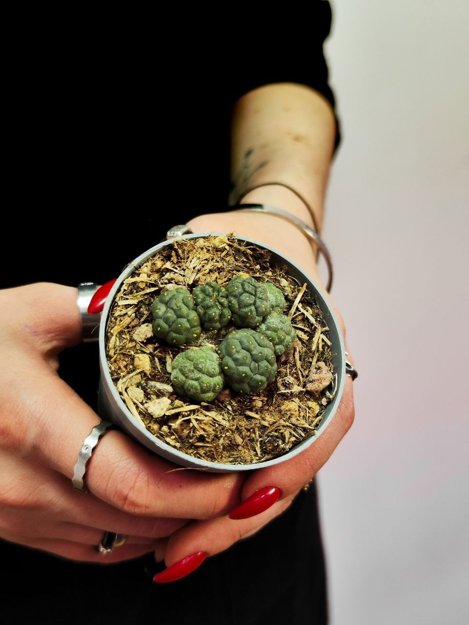 Кактус Пуна Инермис (Cactus Puna Bonnieae Inermis) D6,5см