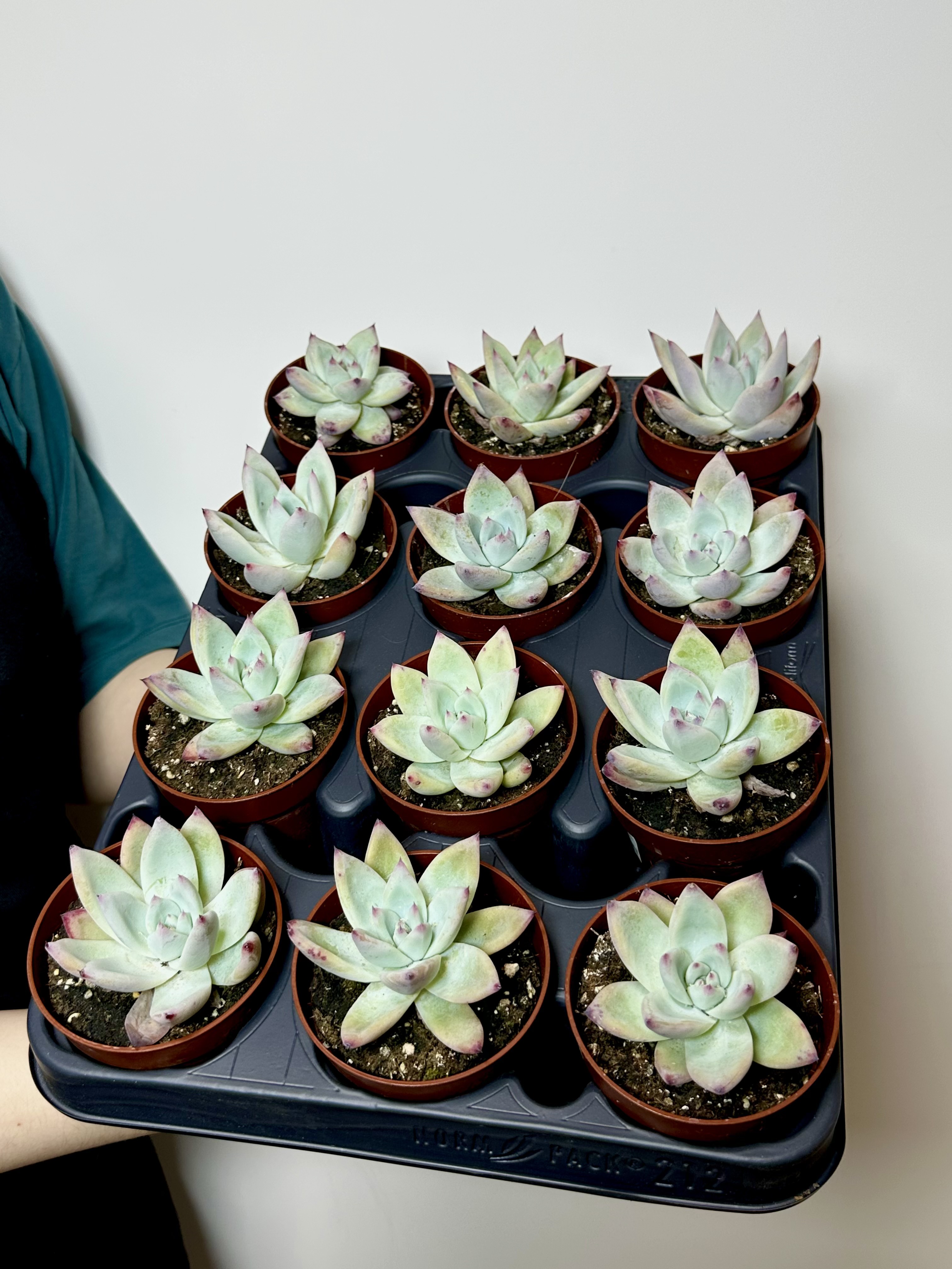 Эхеверия Мексиканский Гигант (Echeveria Mexican Giant) D8,5см