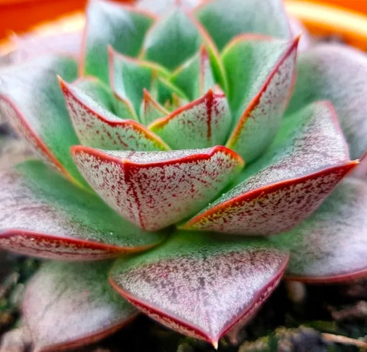 Эхеверия Пурпузорум (Echeveria Purpusorum) D5см