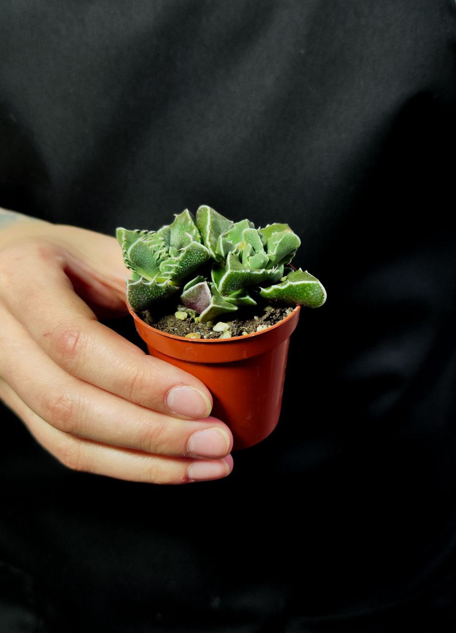 Фаукария Тигровая (Faucaria Tigrina) D5см