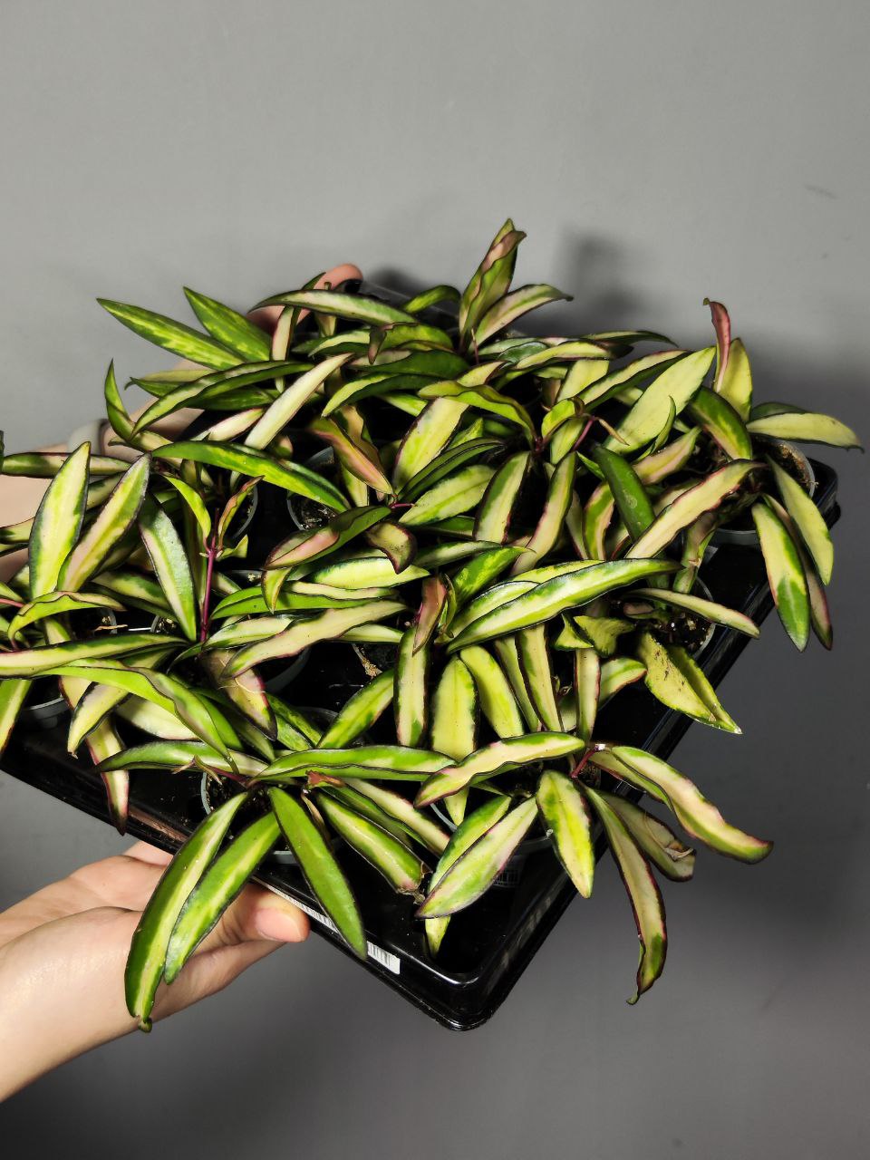 Хойя Вайети Триколор (Hoya Wayetii Tricolor) D6см