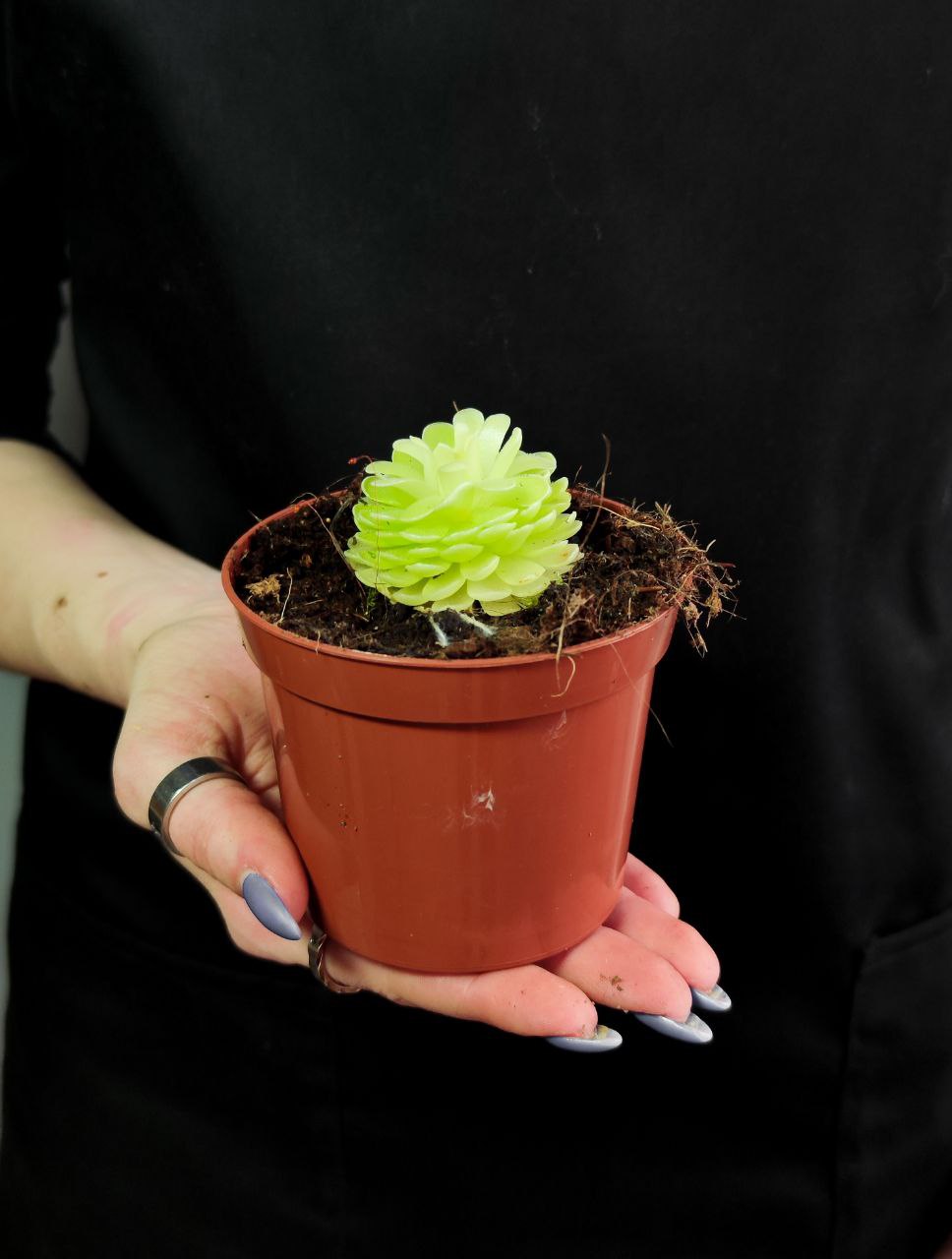 Жирянка Эссериана (Pinguicula Esseriana) D9см