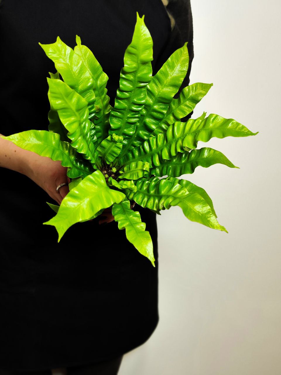 Асплениум Криспи Вейв (Asplenium Crispy Wave) D9см