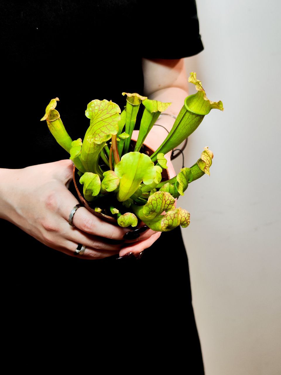 Саррацения Лейкофилла Компакта (Sarracenia Leucophylla Compacta) D9см