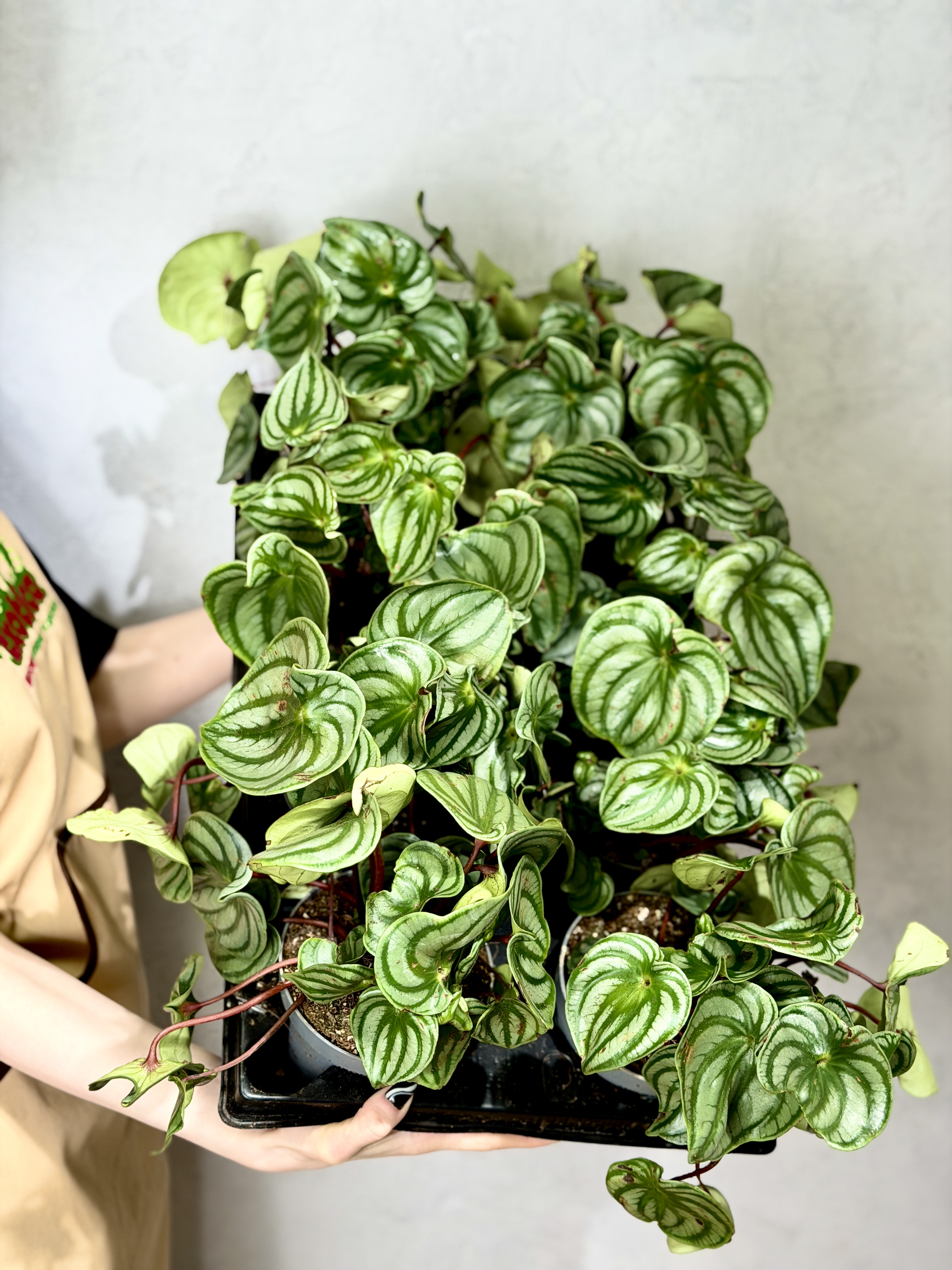 Пеперомия Арбузная уцен. (Peperomia Argyreia) D11см