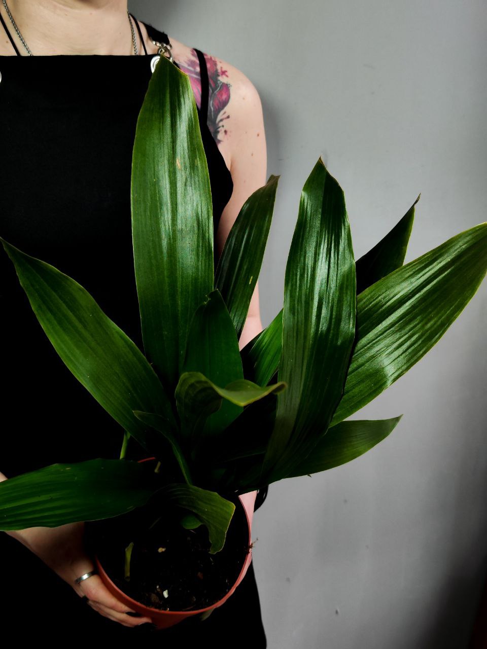 Аспидистра Элатиор (Aspidistra Elatior) D14см