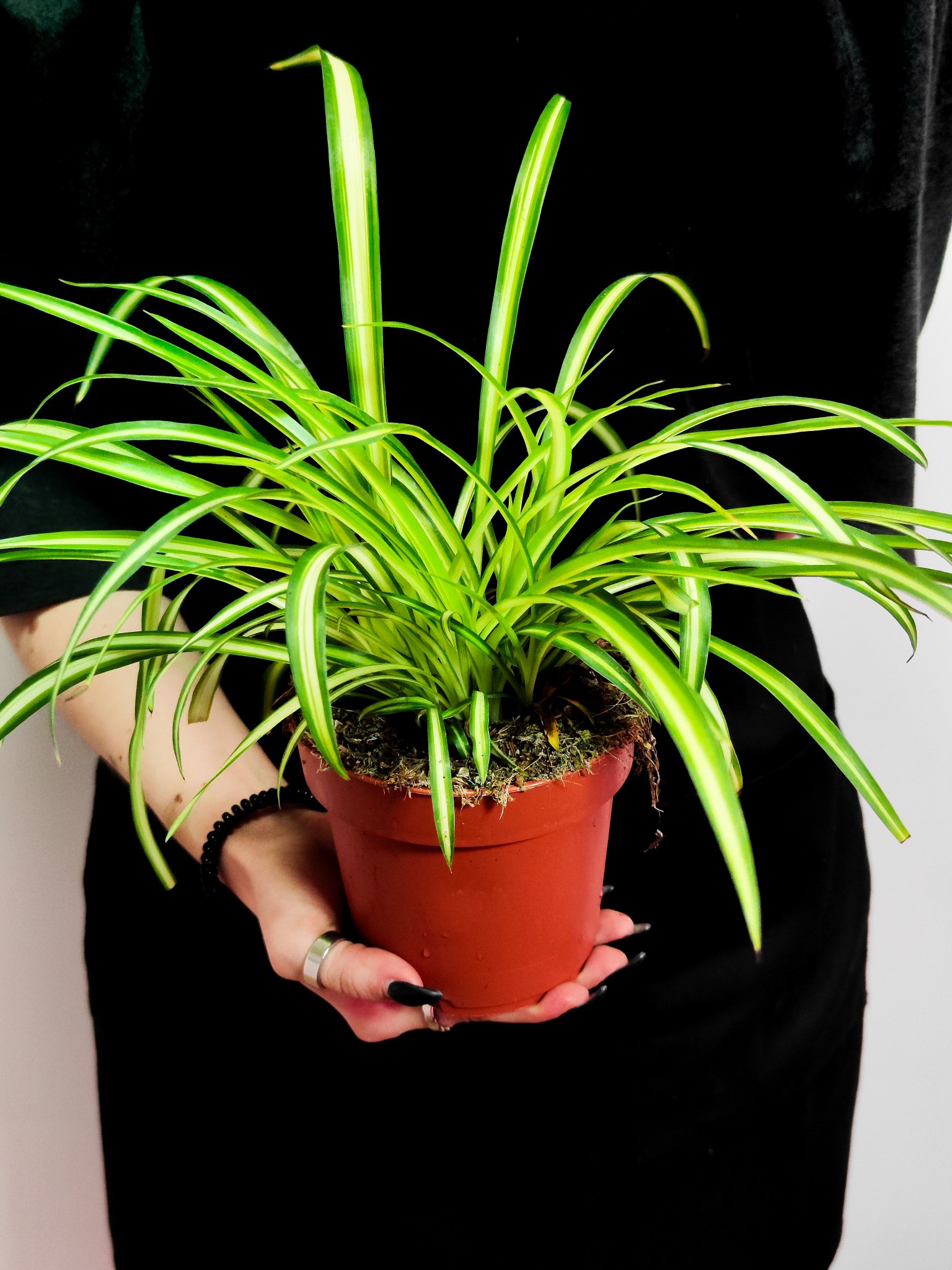 Хлорофитум Хохлатый (Chlorophytum Comosum) D12см