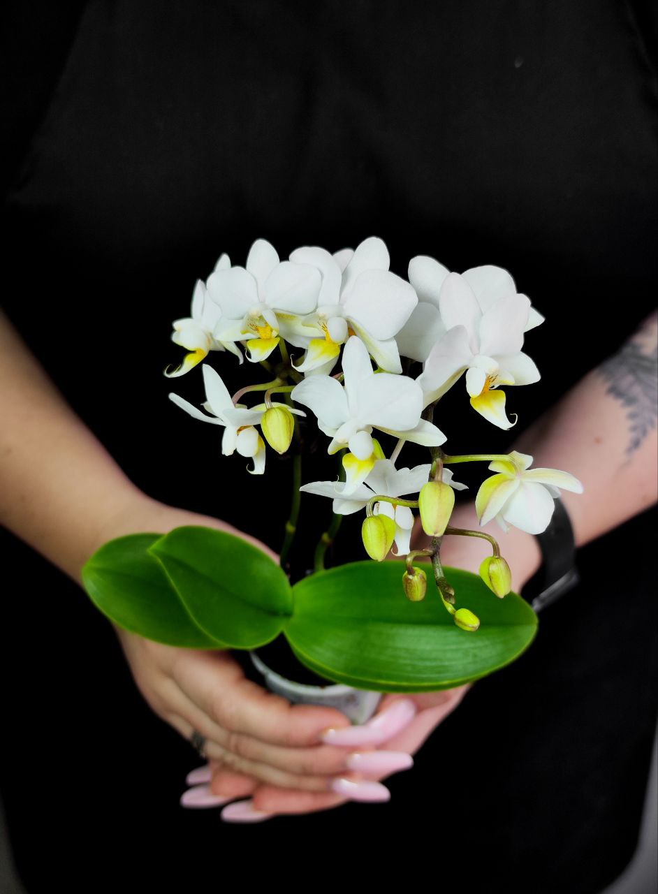 Орхидея Фаленопсис Мини Вайт (Phalaenopsis Multiflora White) D6см