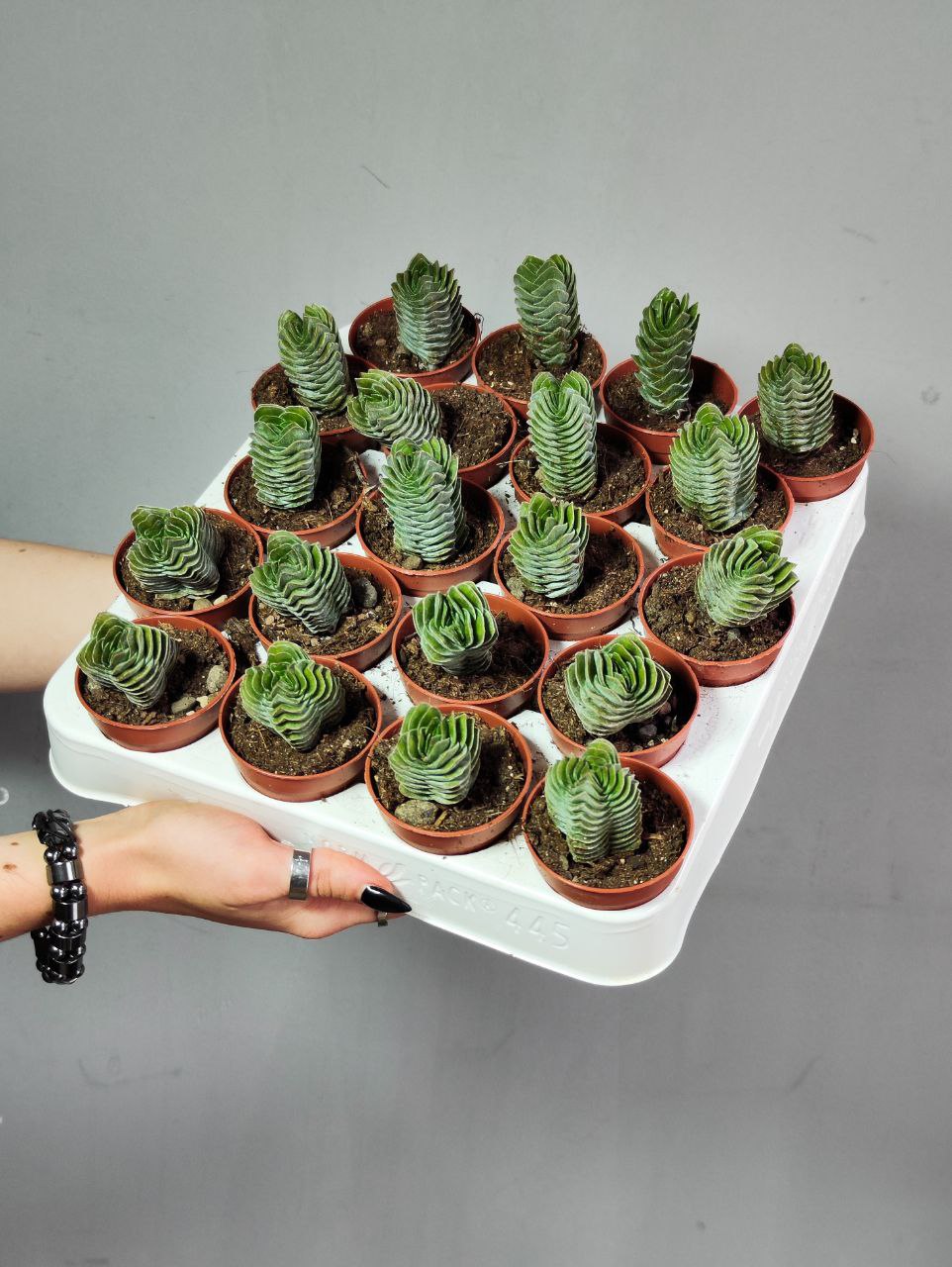 Крассула Храм Будды (Crassula Buddha´s Temple) D5см