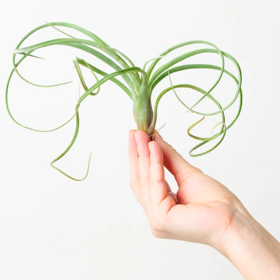 Тилландсия Курли Слим Мини (Tillandsia Сurly Slim)