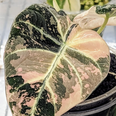 Алоказия Блэк Вельвет Пинк Вариегатная (Alocasia Black Velvet Pink Albo Variegated) D6см