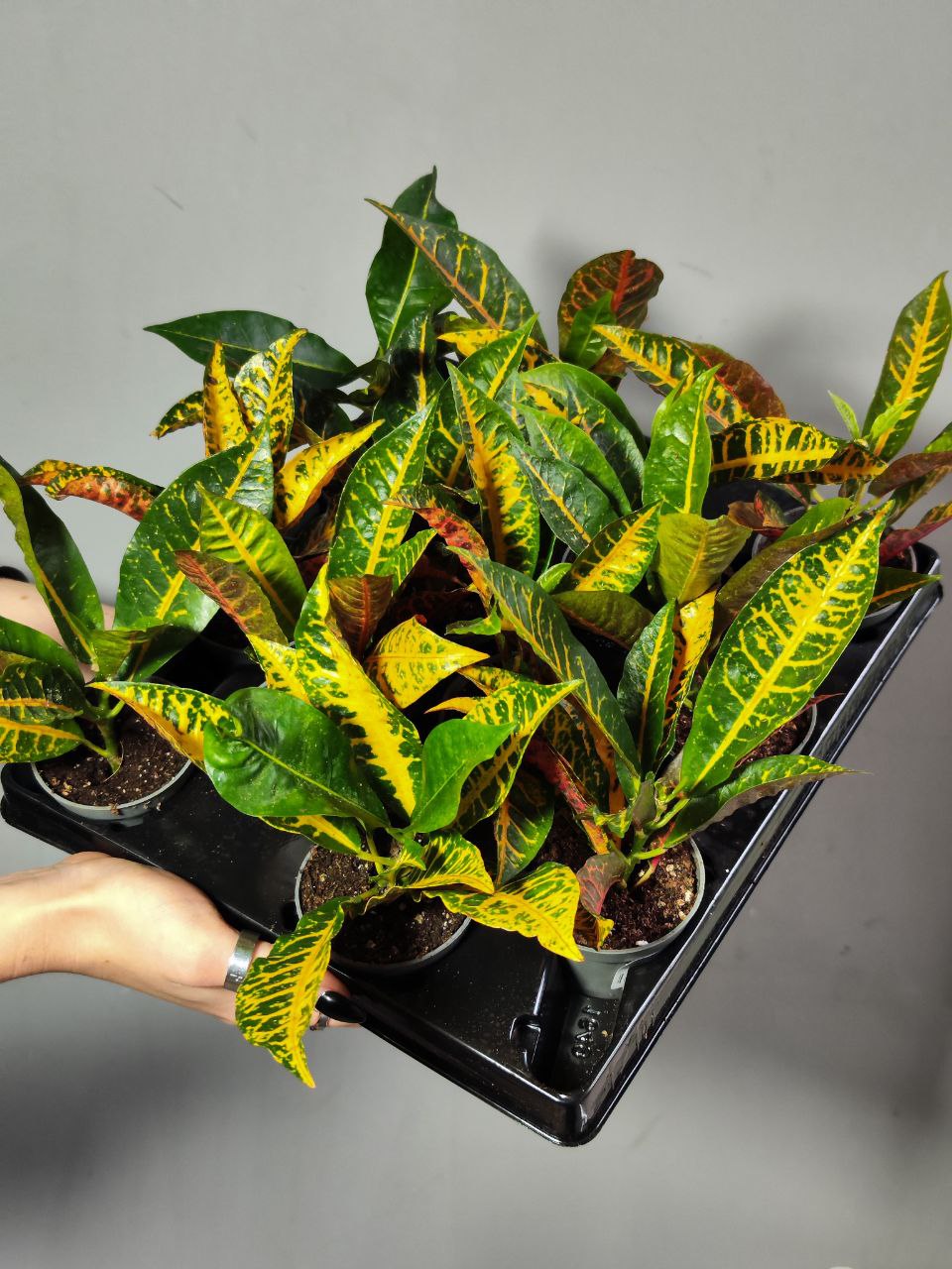Кодиеум Моар Йеллоу (Codiaeum Moar Yellow) D6см