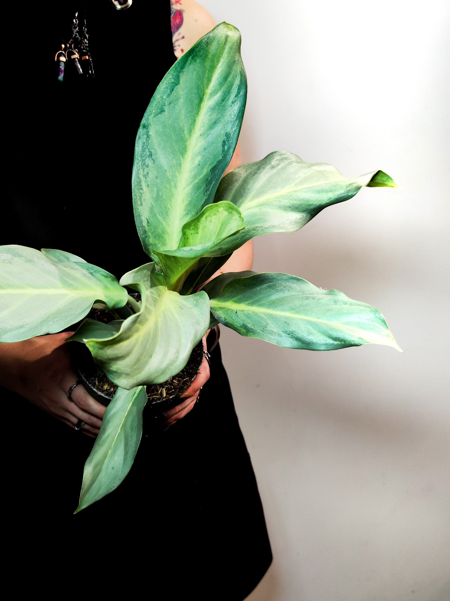 Аглаонема Аква Грин (Aglaonema Aqua Green) D12см