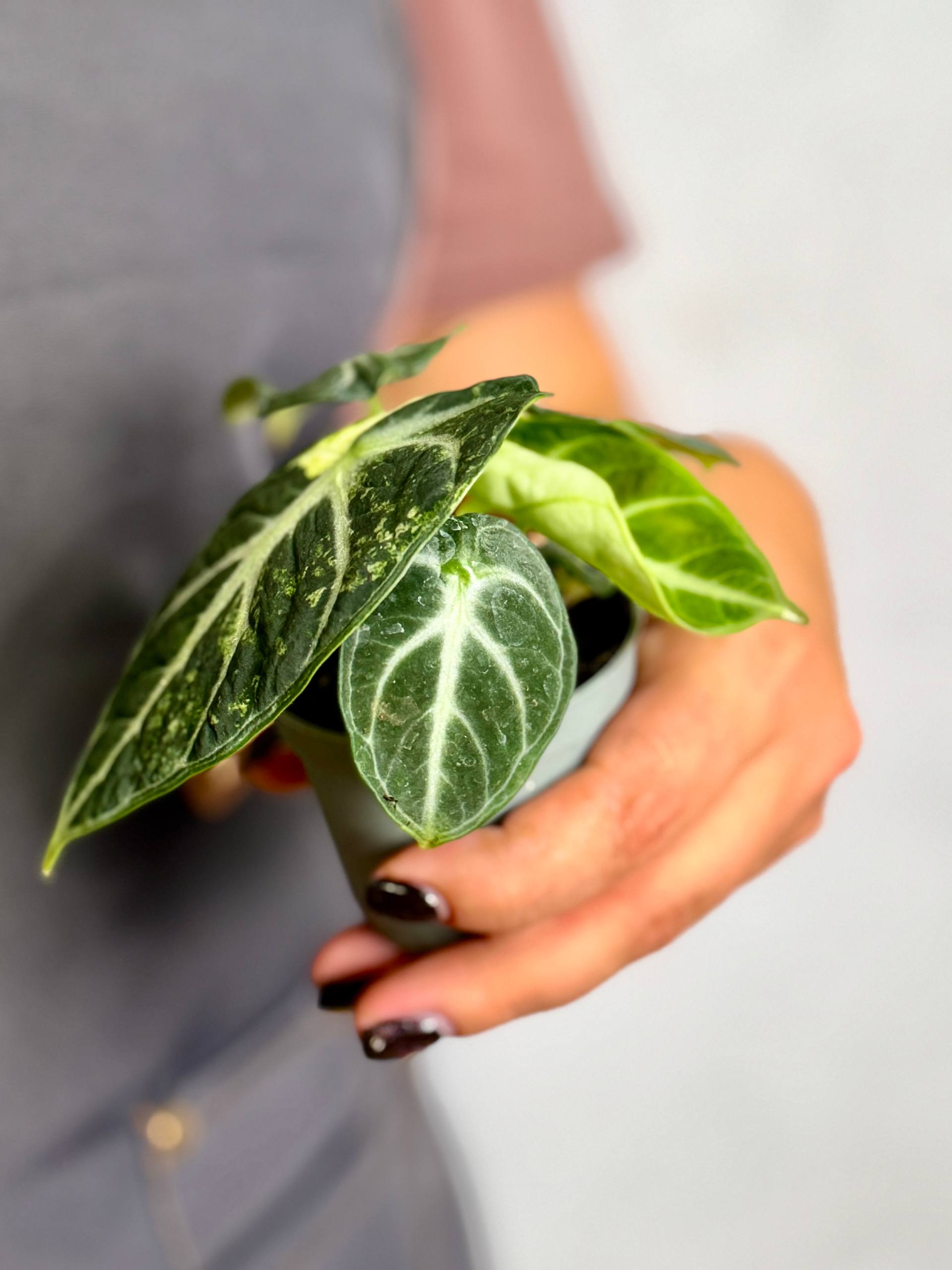 Алоказия Ниндзя Вариегатная (Alocasia Ninja Variegated) D6см