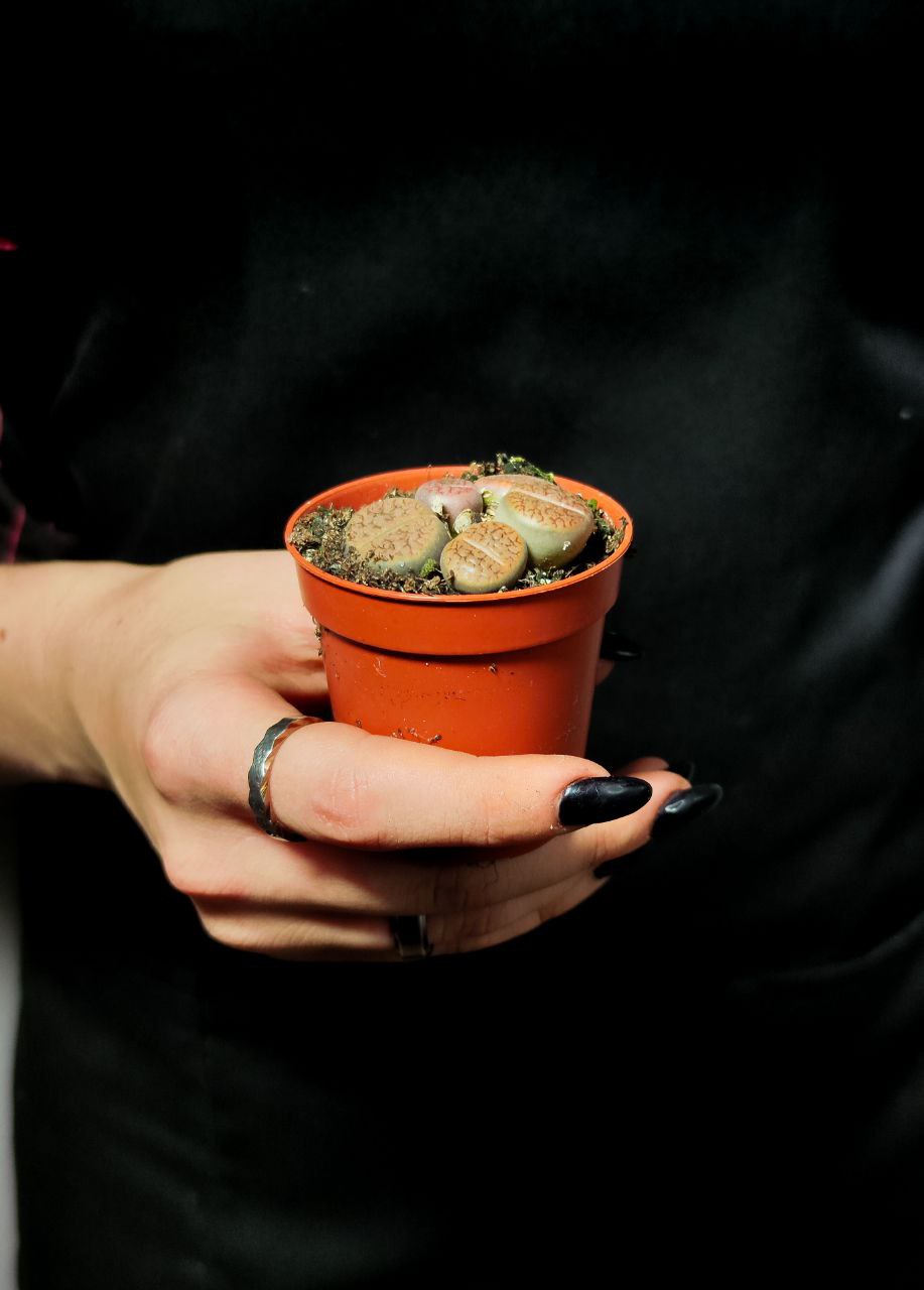 Буро - Коричневые Литопсы Аукамп (Lithops Aucampiae) D5см