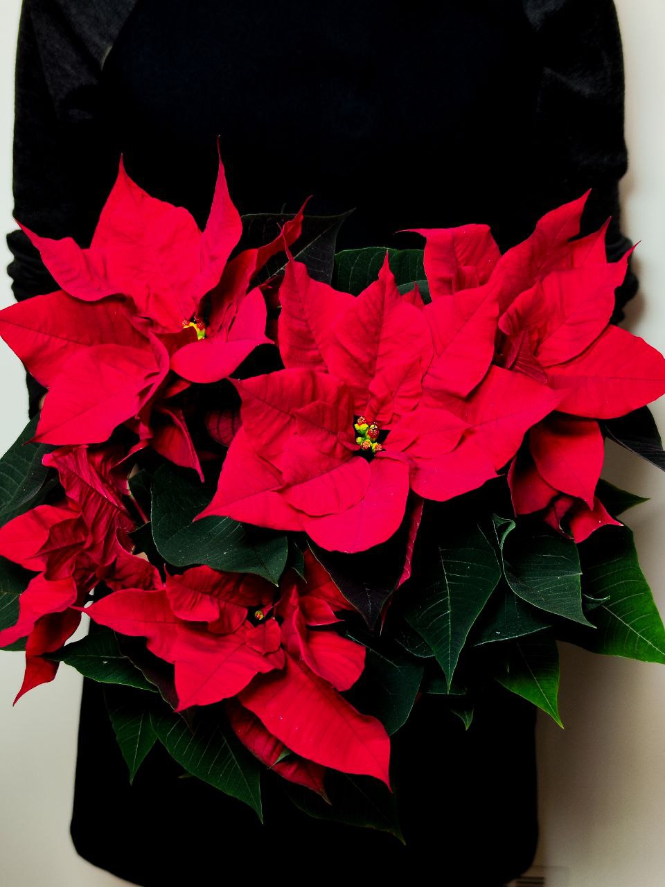 Пуансеттия Фрея Красная (Poinsettia Freya Red) D13см