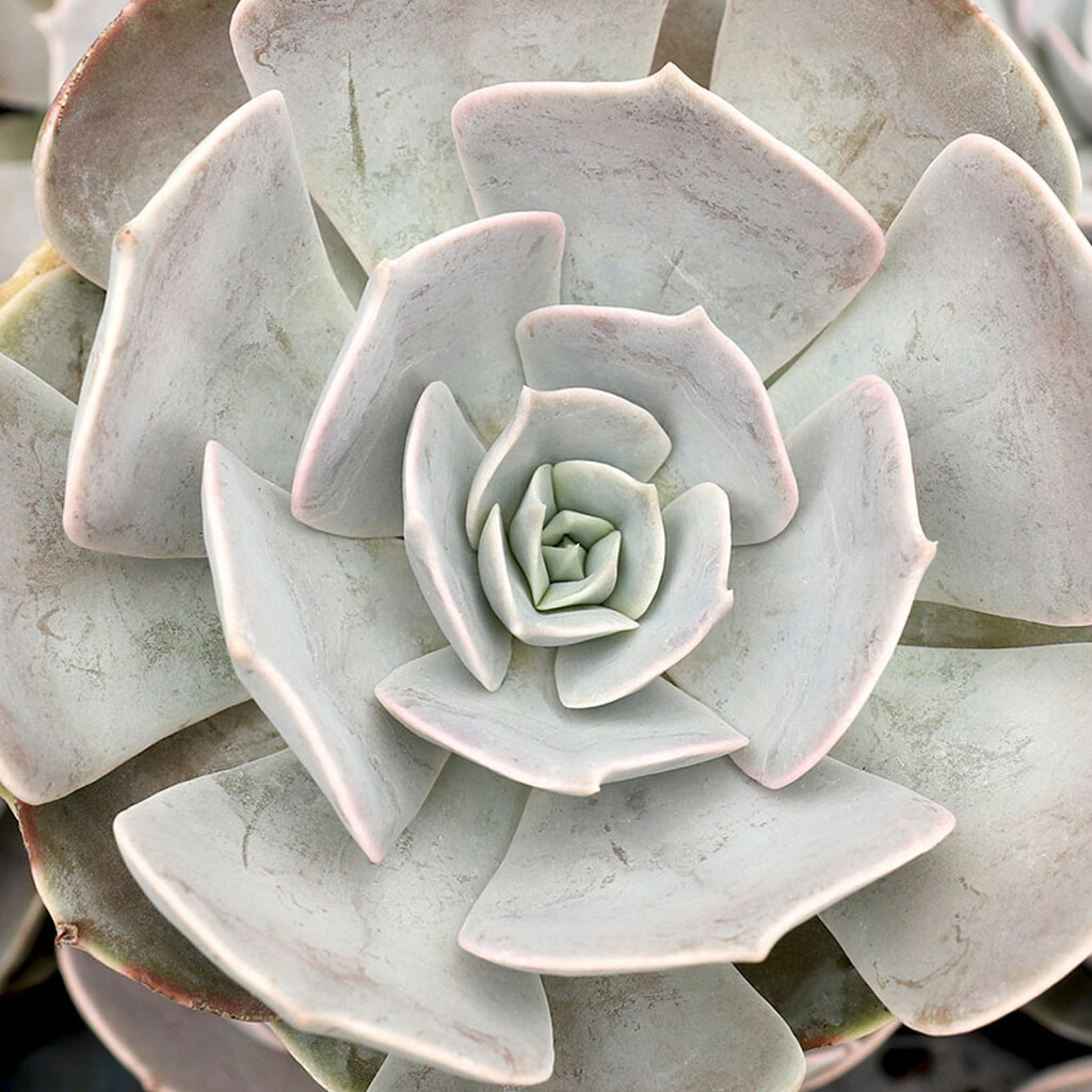 Эхеверия Поллюкс (Echeveria Pollux) D5см
