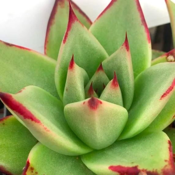 Эхеверия «Агавовидес Эбони Грин» (Echeveria Agavoides Ebony Green) D5см