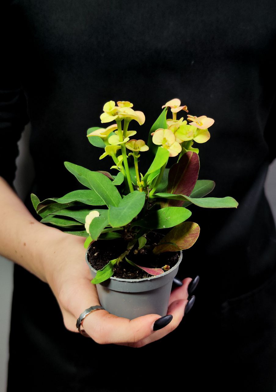 Эуфорбия Миля Персиковая (Euphorbia Milii Hera) D6см