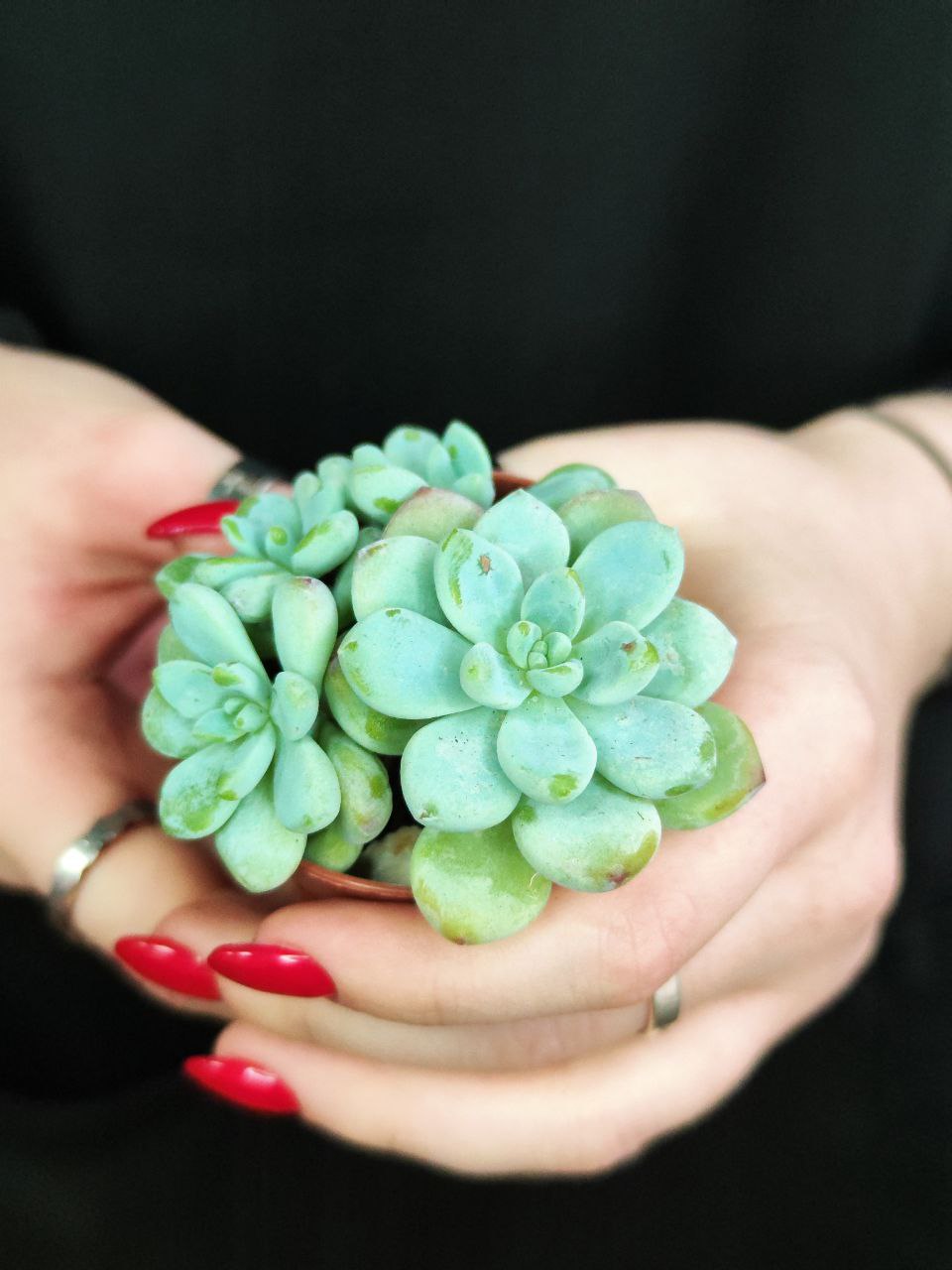Седум Булавовидный (Sedum Clavatum) D5см