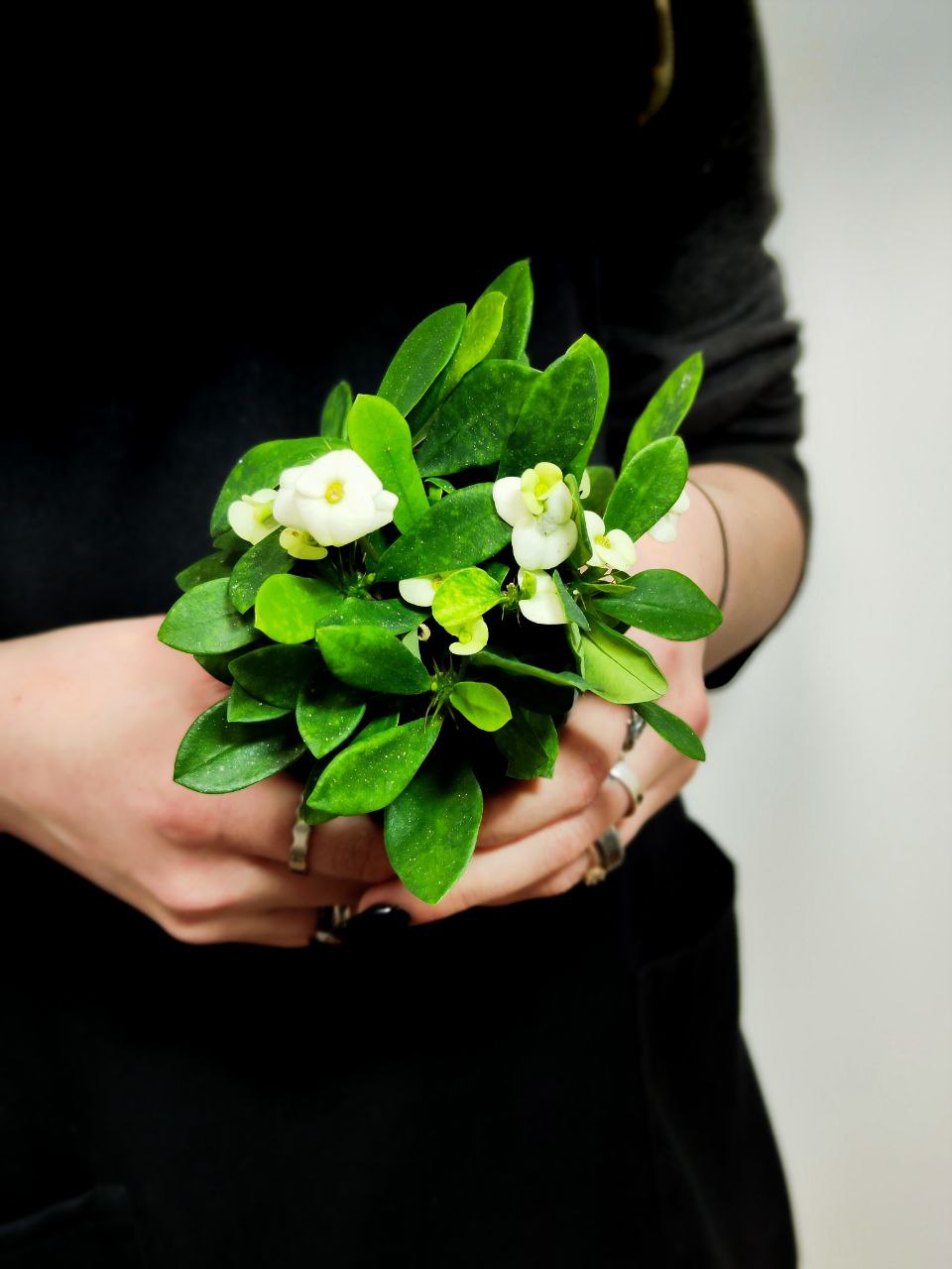 Молочай Миля Белая (Euphorbia Milii White) D6см