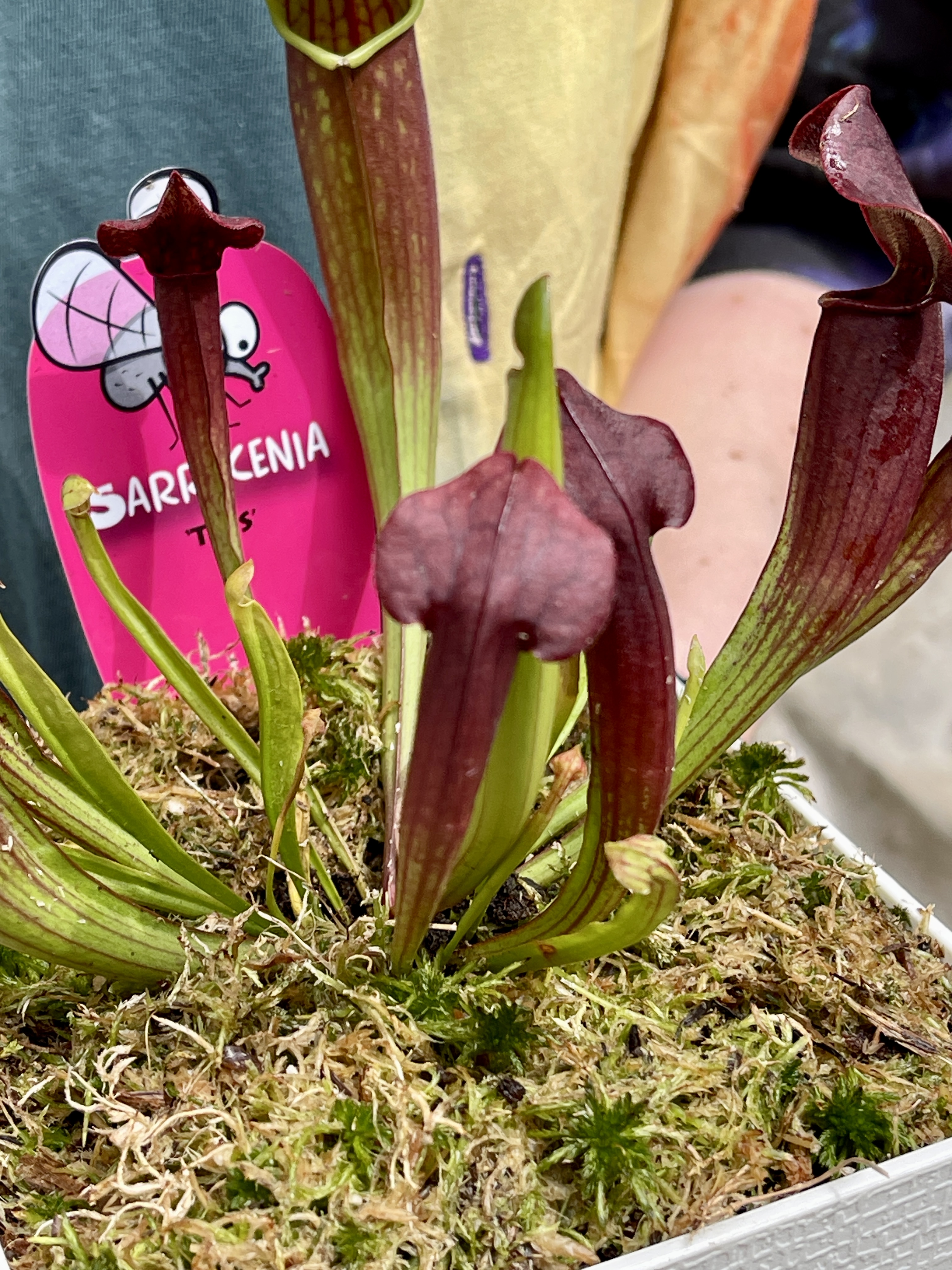 Саррацения Тесс (Sarracenia Tess) пересаженная D12см