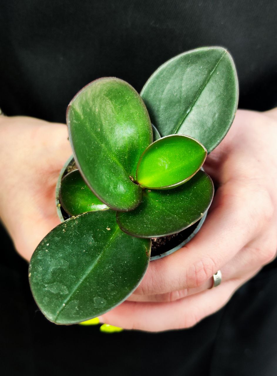 Пеперомия Клузиелистная Ред Маргин (Peperomia Сlusiifolia Red Margin) D5см