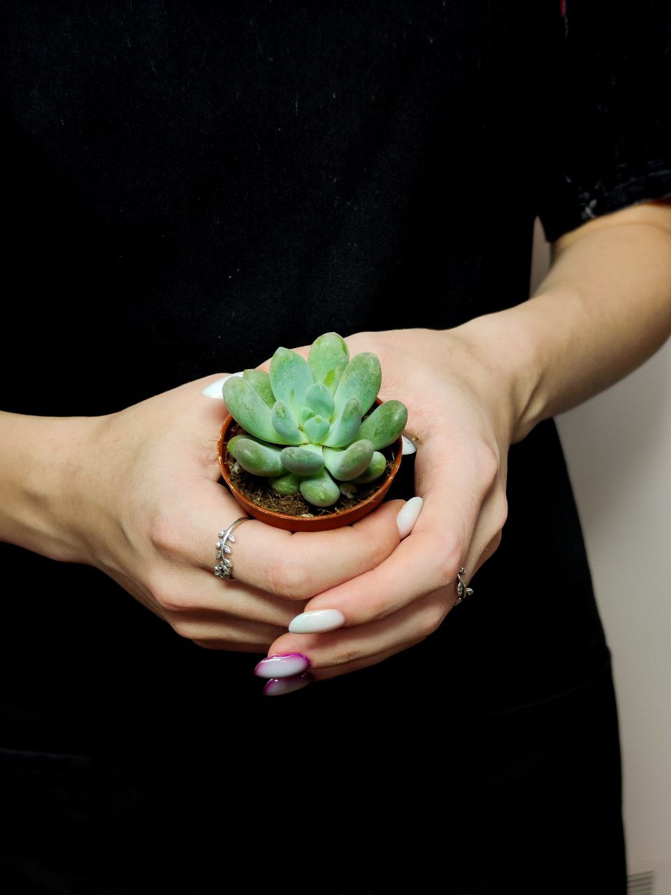 Пахиверия Клавифолия (Pachyveria Clavifolia) D5см