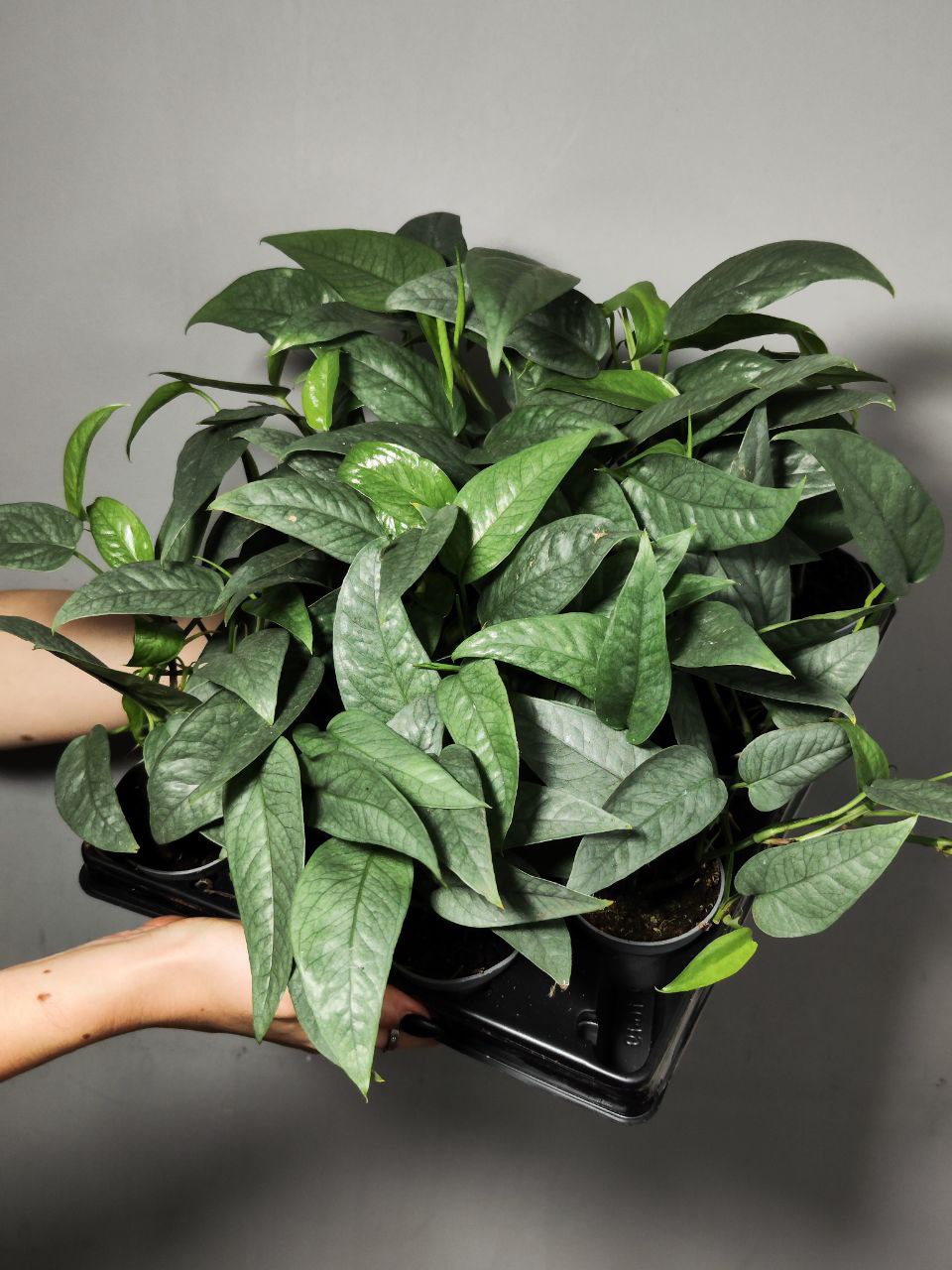Эпипремнум Себу Блю (Epipremnum Pinnatum Cebu Blue) D6см