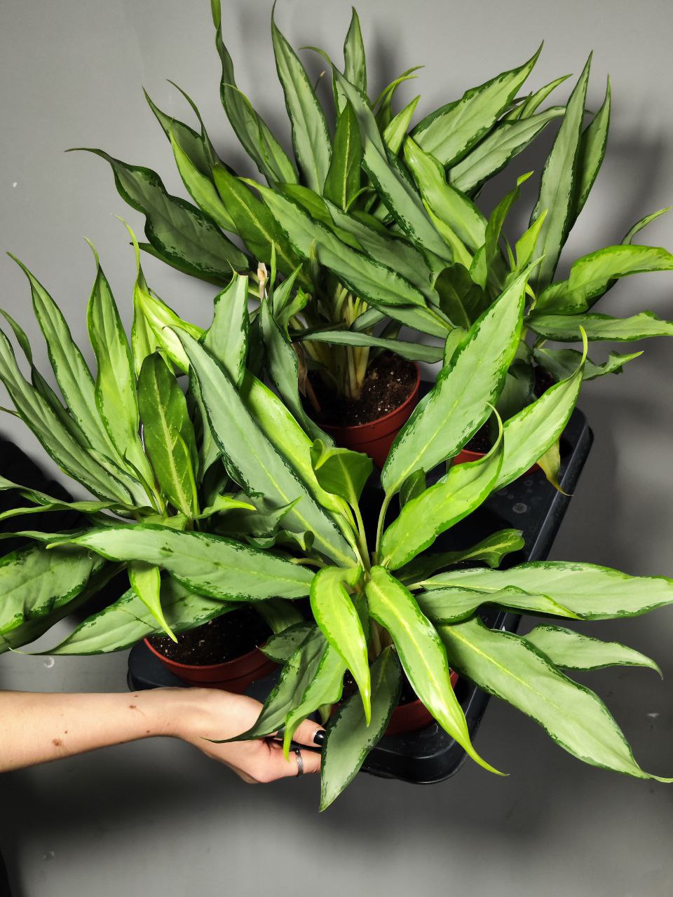 Аглаонема Вайт Ленс (Aglaonema White Lance) D12см