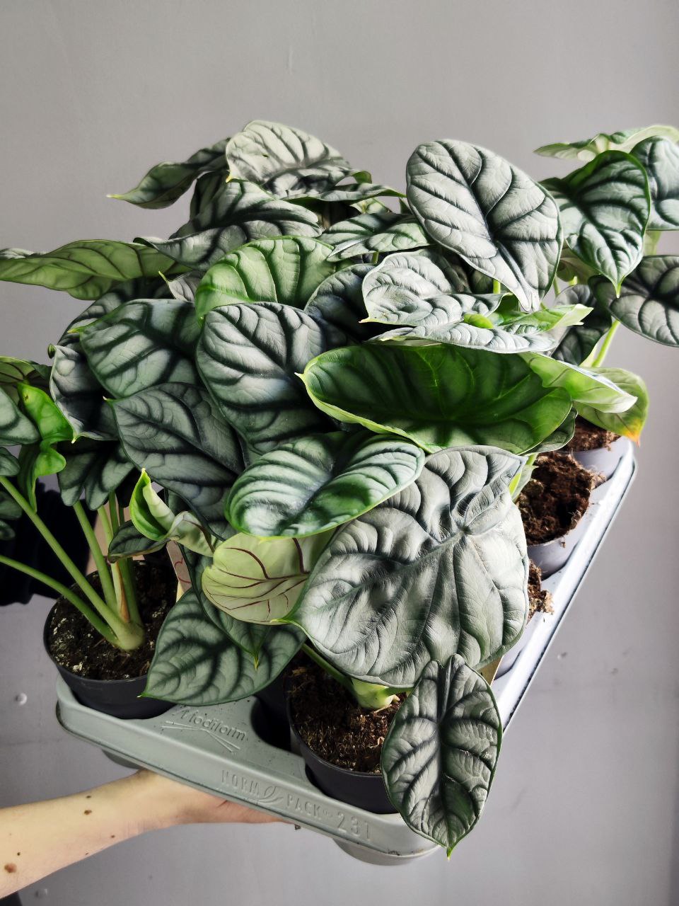 Алоказия Сильвер Драгон (Alocasia Silver Dragon) D11см