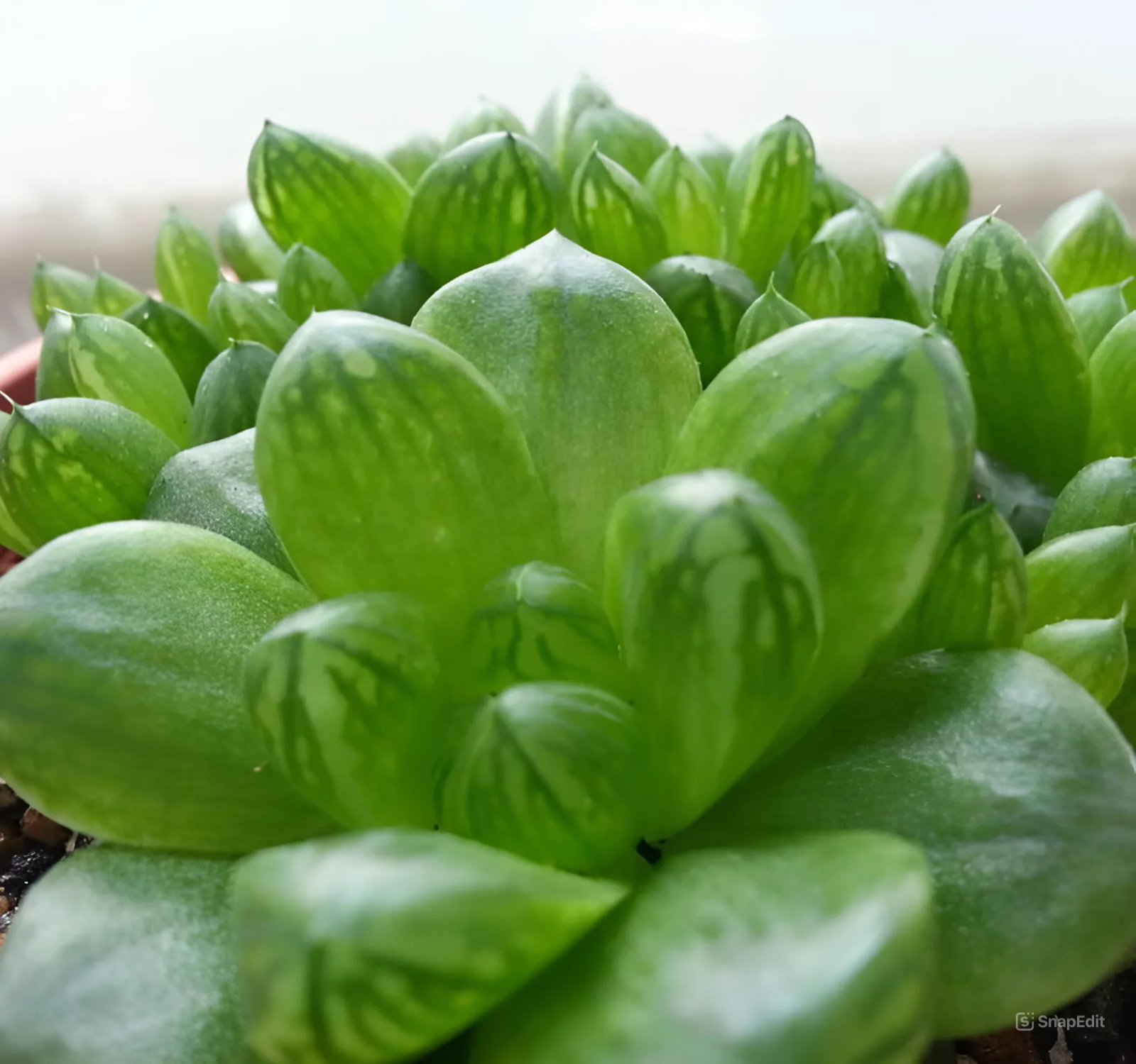 Хавортия Купера х Ладьевидная (Haworthia Cooperi var. Сymbiformis) D5см