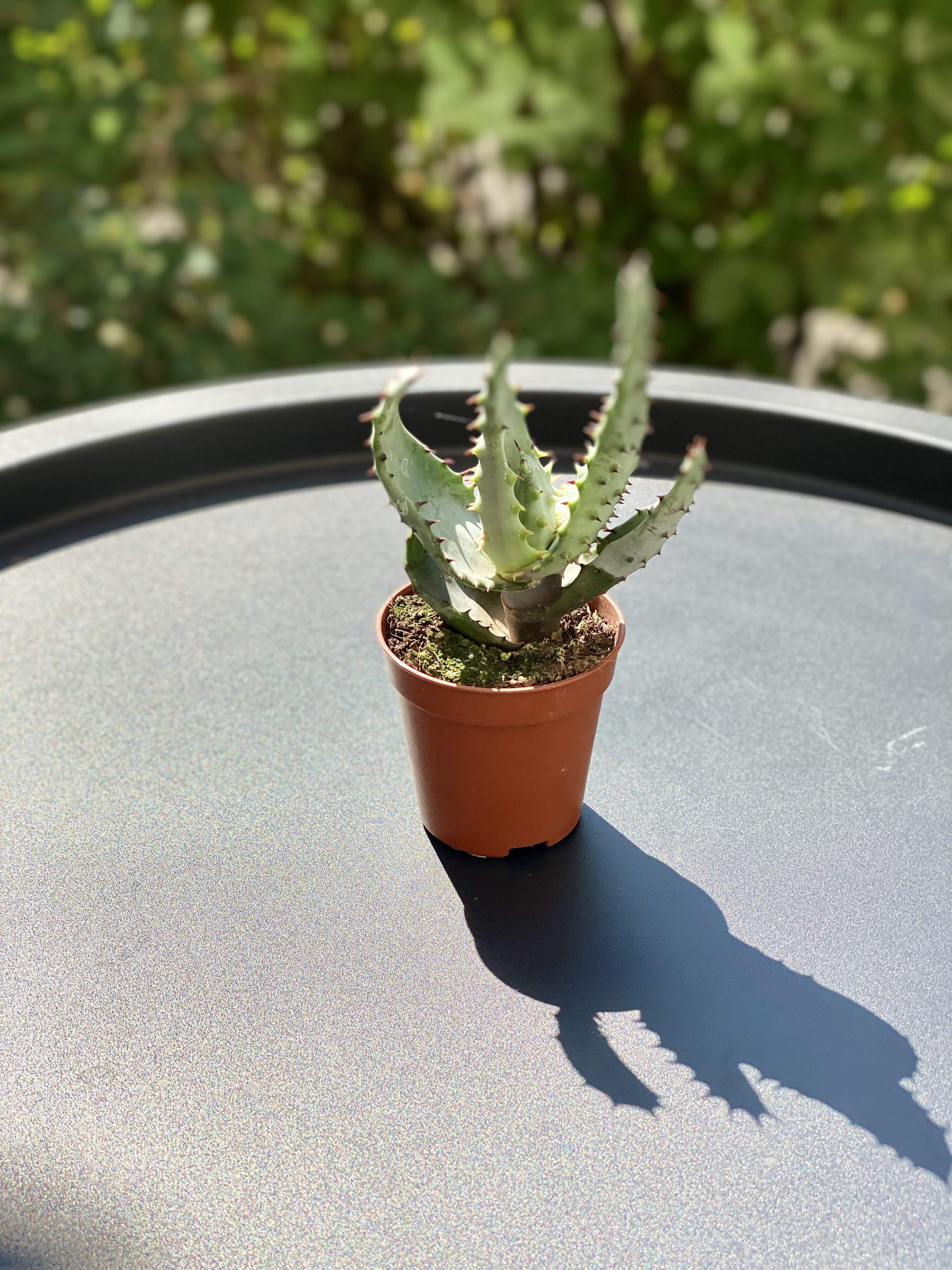 Алоэ коротколистное, или Алоэ Бревиофолия (Aloe Brevifolia) D5см