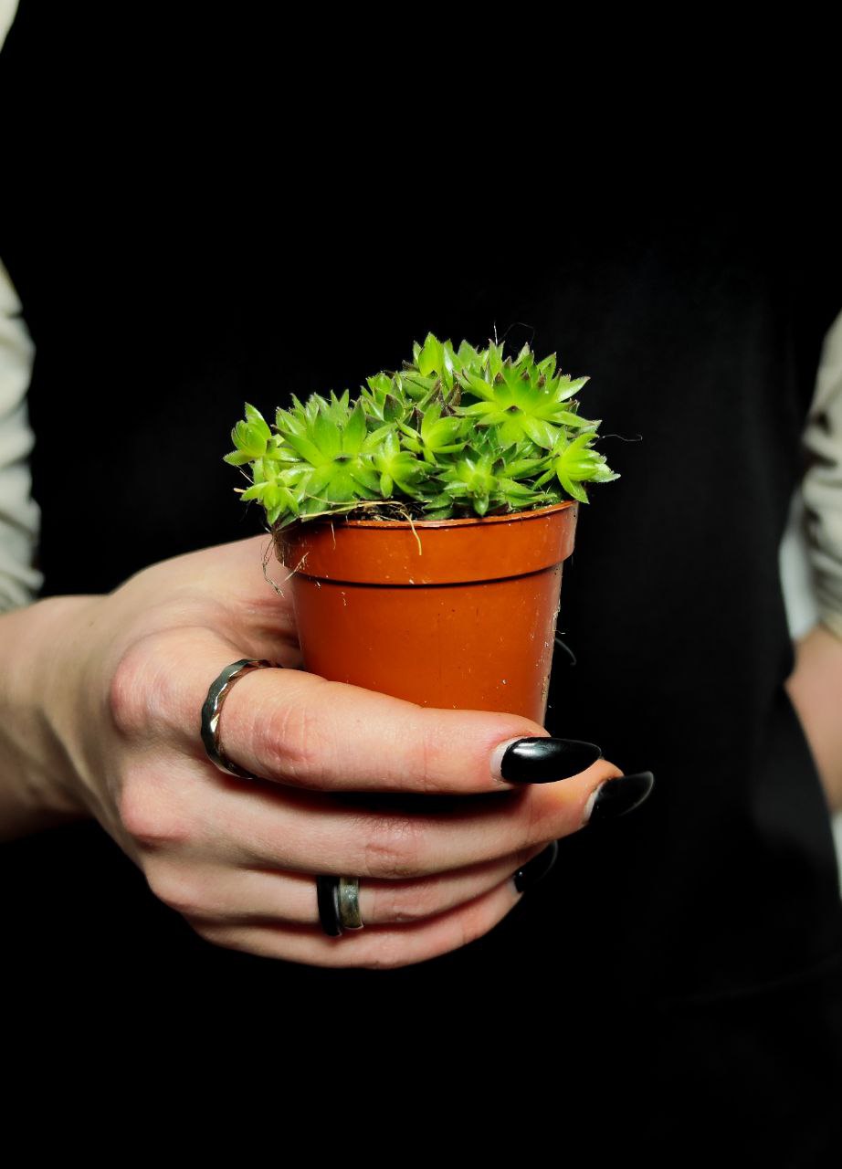 Семпервивум Грин, или Молодило Зеленое (Sempervivum Green) D5см