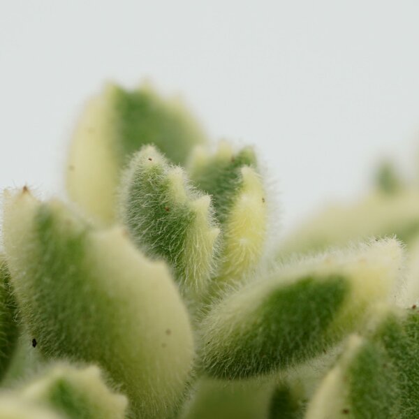 Котиледон Томентоза Леди Смит Вариегатный (Cotyledon Tomentosa Subsp. Ladismithiensis) D6,5см