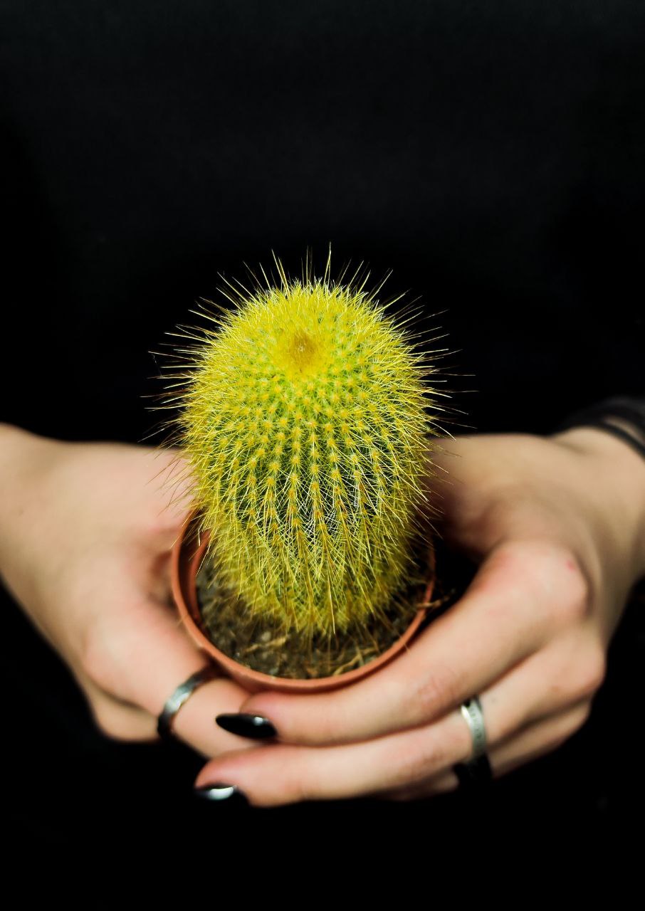Нотокактус Ленингхауза, или Лимонный Шар (Notocactus Leninghausii) D5см