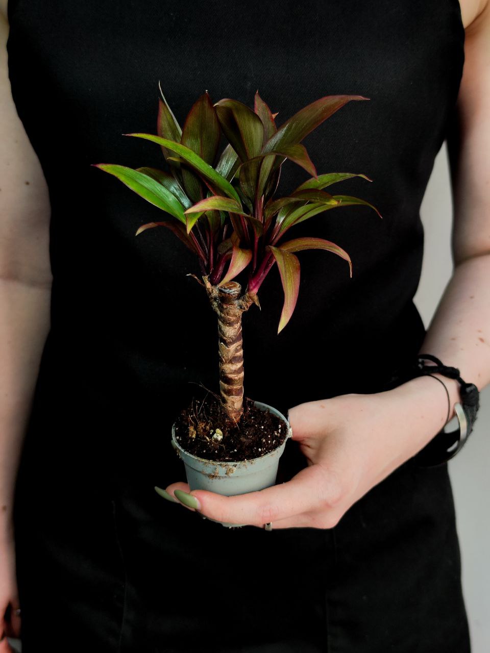 Пальма Кордилина Фрутикоза Пурпл Компакта (Cordyline Fruticosa Purple Сompacta) D6см