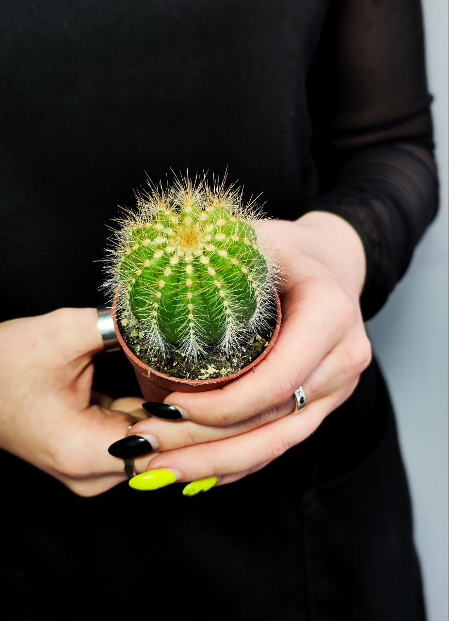 Нотокактус Магнификус (Notocactus Magnificus) D5см