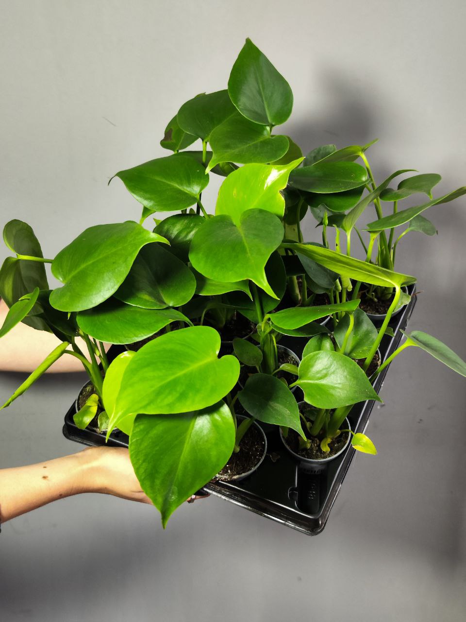 Монстера Деликатесная, или Монстера Делициоза (Monstera Deliciosa) D6см